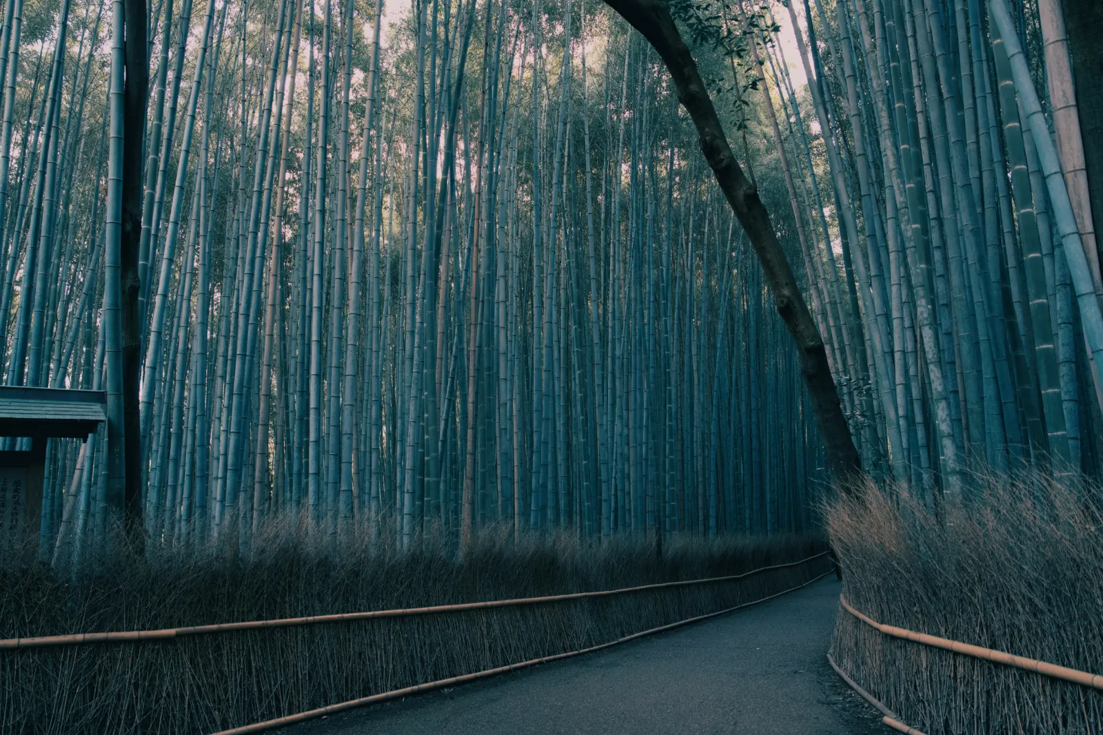 sunlight through the Arashiyama Bamboo Grove